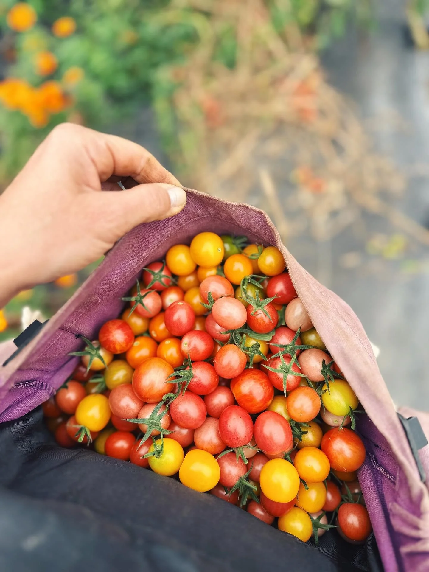 Documenting the last few harvests before the frost. Until next spring, beauties&hellip; 🌬️🌸🍅🌱🐝

#harvests #harvest #fallharvest #cosmosflower #wildflowers #tennesseefarm #growingbeautifully  #thekindredfarm