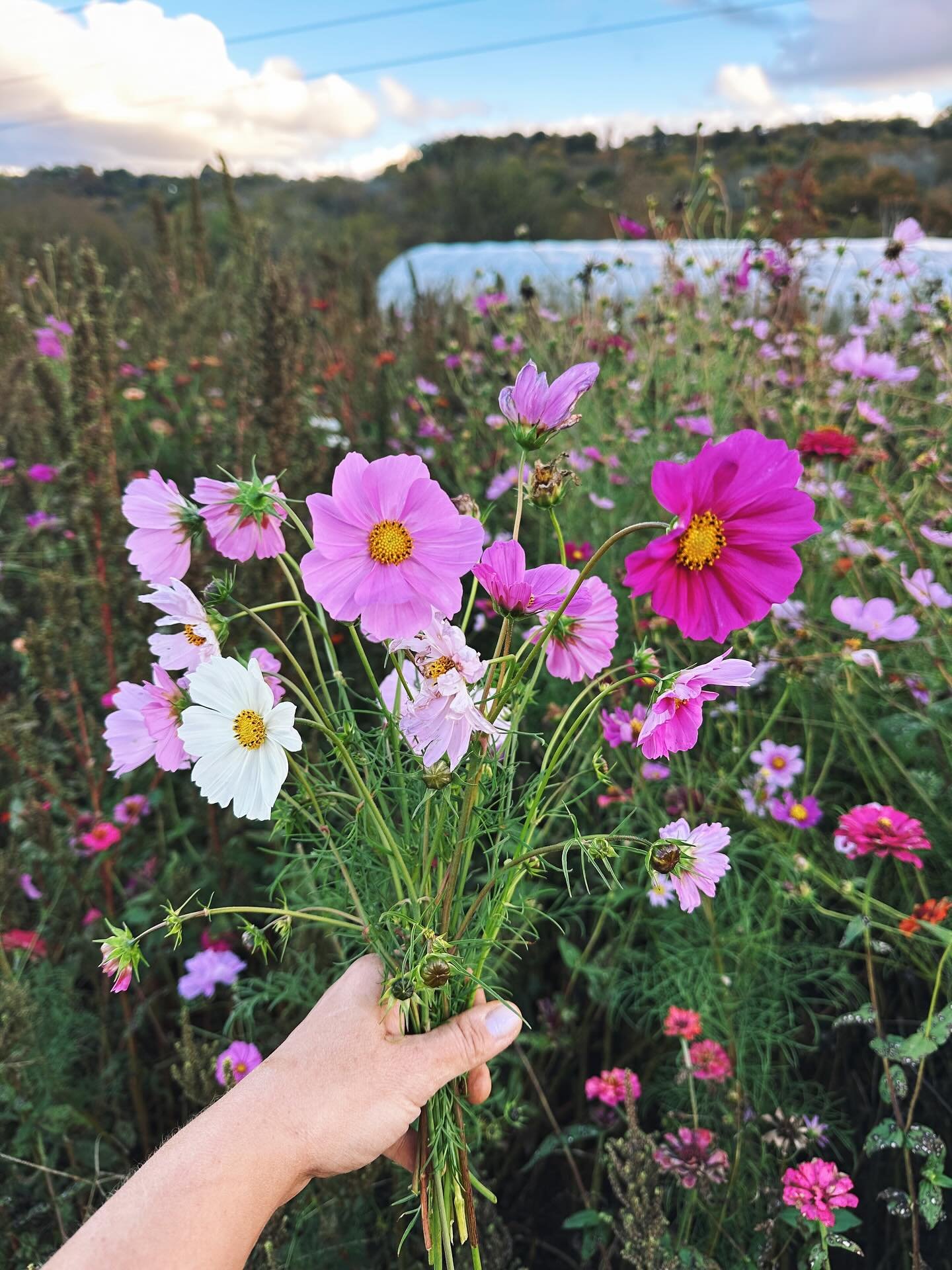 Flowers teach us to be resilient,
To be present in the moment,
And when it&rsquo;s the right time, to let go. 🍃

It&rsquo;s almost the end. We&rsquo;re grateful beyond words to cultivate beauty on this land for another season and to share it with yo