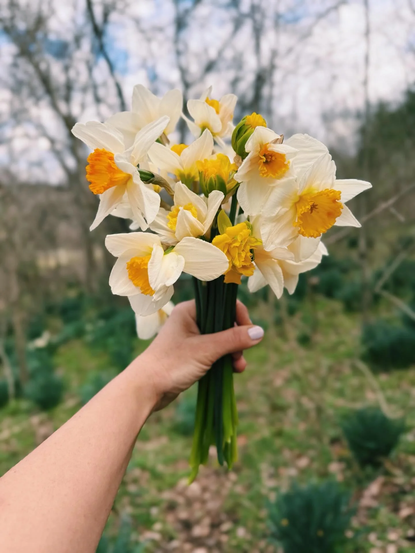 Wild daffodils &amp; forsythia 💛 - beacons of hope and joy on the forest floor, always arriving right when you need to see bursts of color again. 🫙🌼

#springiscoming #santafetn #spring #springintennessee #daffodils
