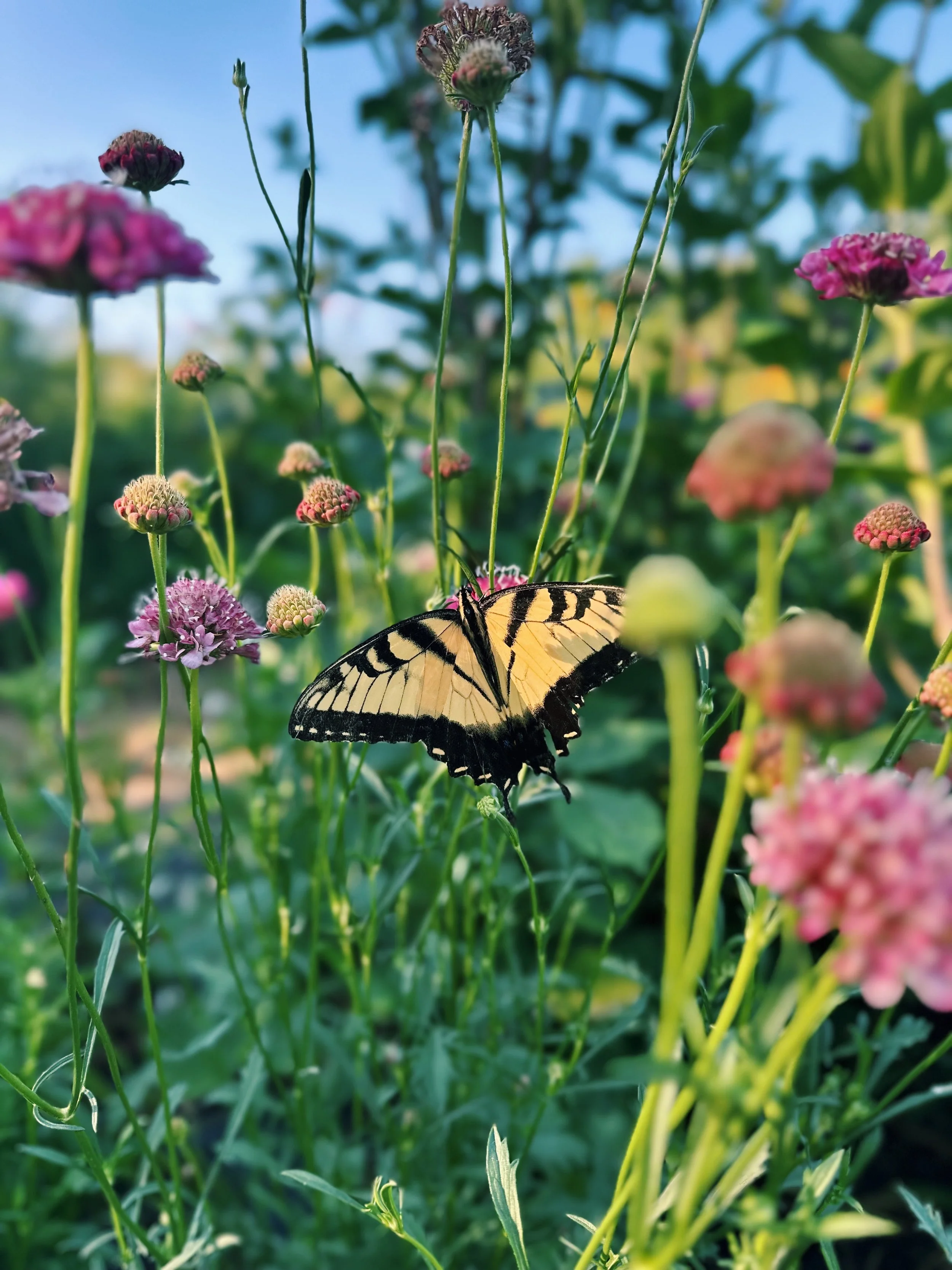 FullSizeRender_VSCO 200.JPG