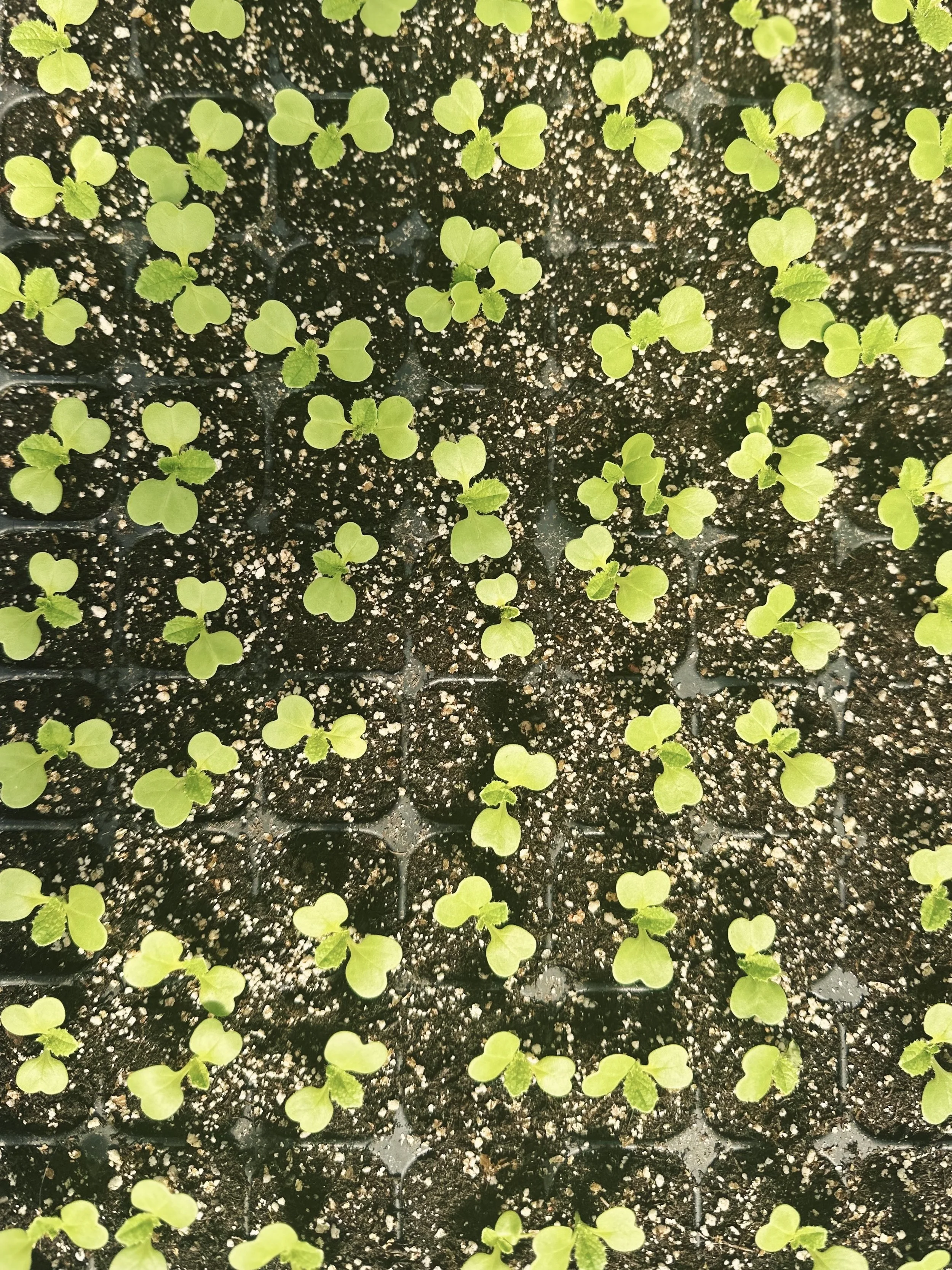 FullSizeRender_VSCO 208.jpg