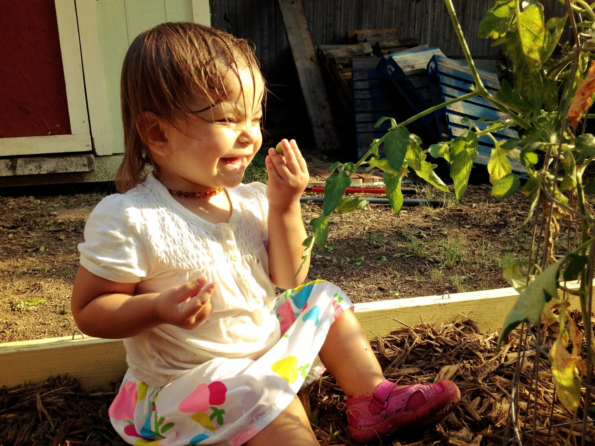 tomato discovery2.JPG