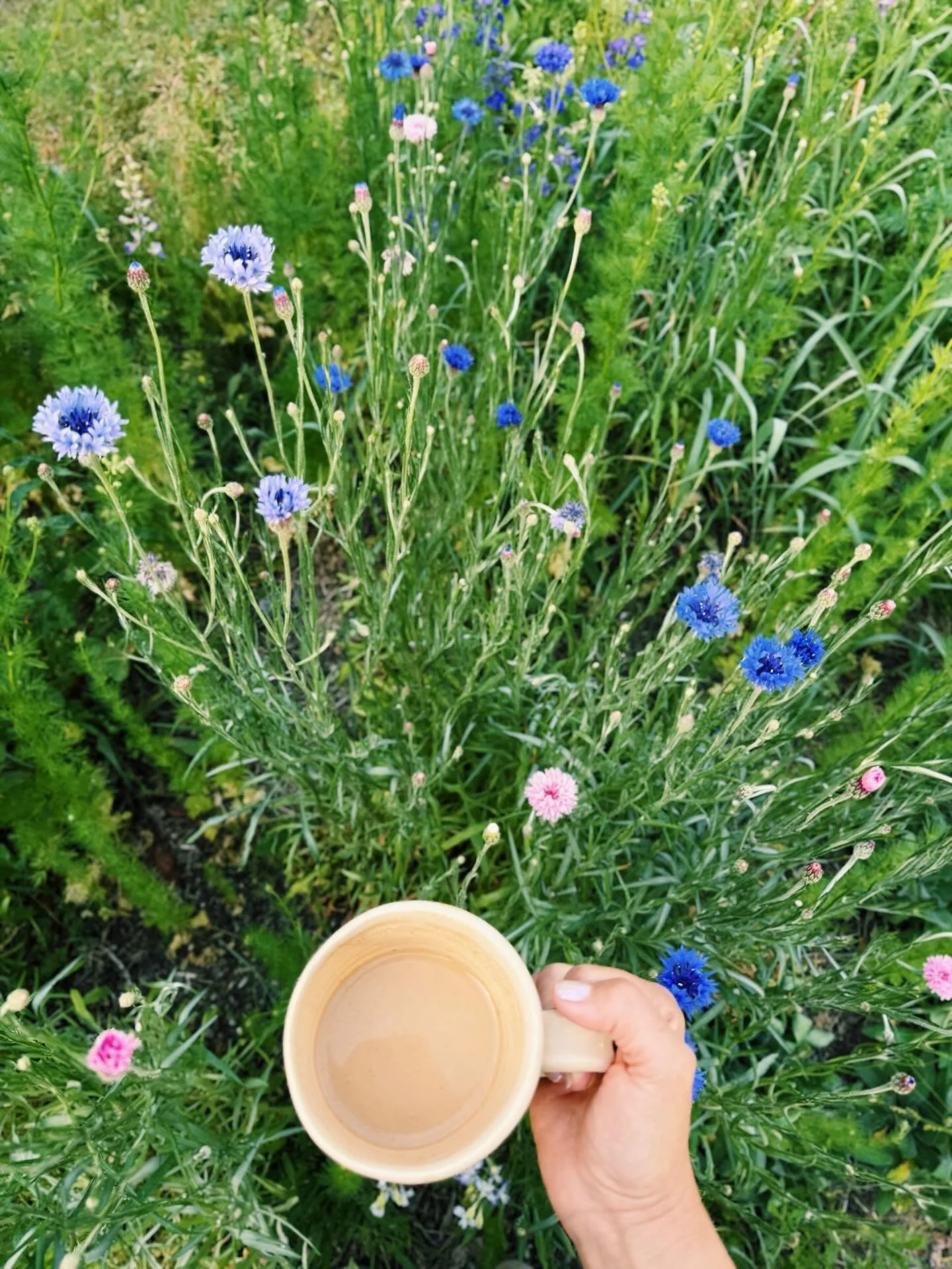 Farm beauty lately. 🌸🪻🌿🌝💫

&ldquo;Every Spring is the only Spring, a perpetual astonishment.&rdquo; ~ Ellis Peters

#springbeauty #spring #thekindredfarm #regenerativefarm #coffeeandflowers