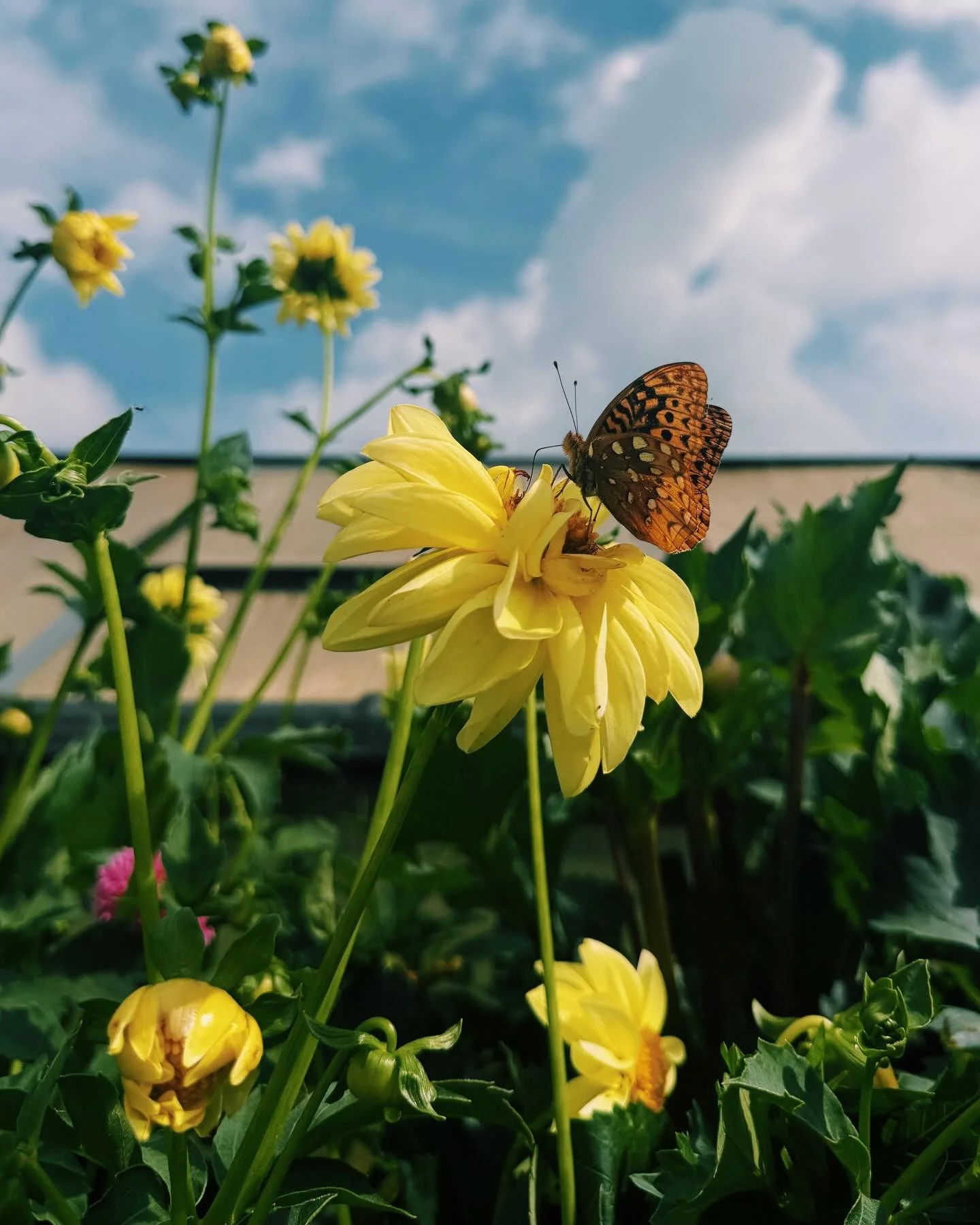 Love letters from the May garden. 💚💌

#thekindredfarm #regenerativefarming #flowerfarming #dahlias #pollinatorgarden