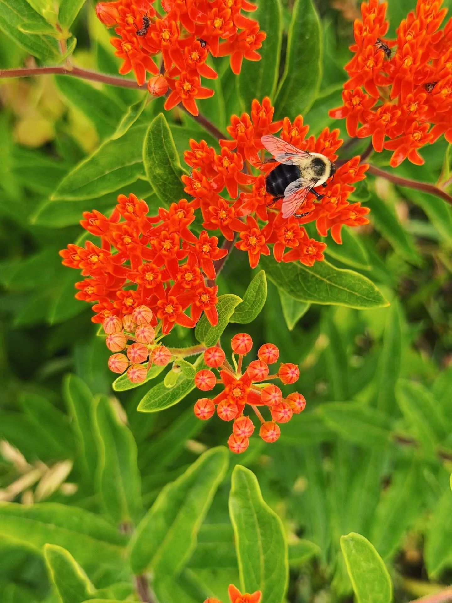 A glimpse inside the early June garden... 💐🌼🥬🌱🐝

#thekindredfarm #regenerativefarming #flowerfarming #junegarden #pollinatorgarden