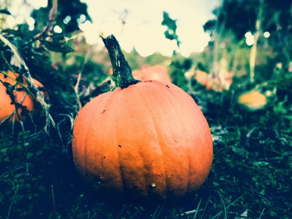 halloweens4.jpg