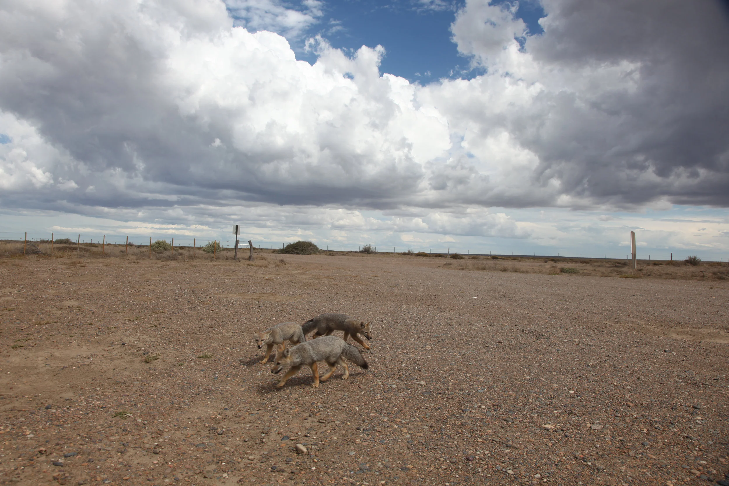 South Atlantic Coast, Argentina, 2012