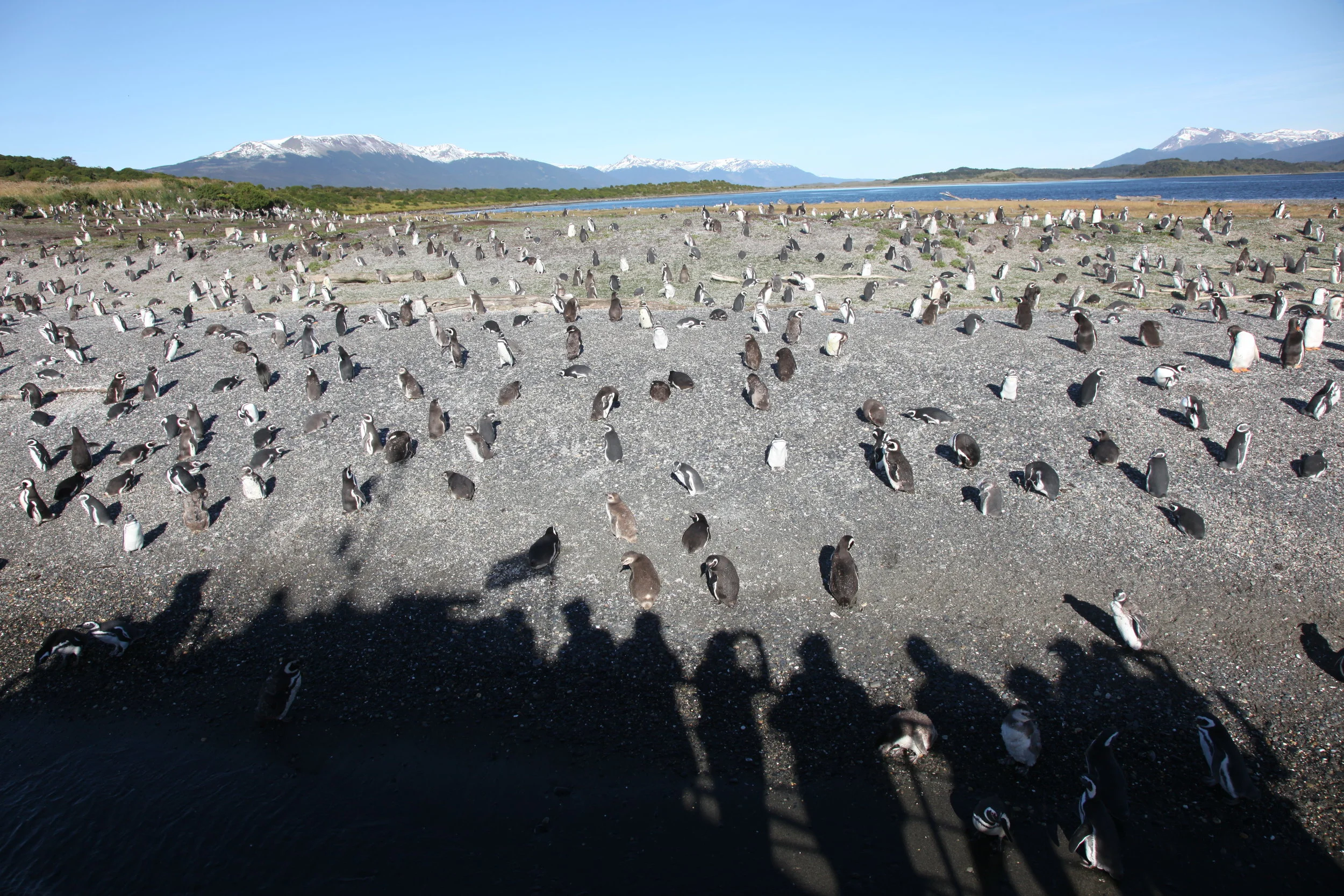 People and Penguins, Ushuaia, 2010