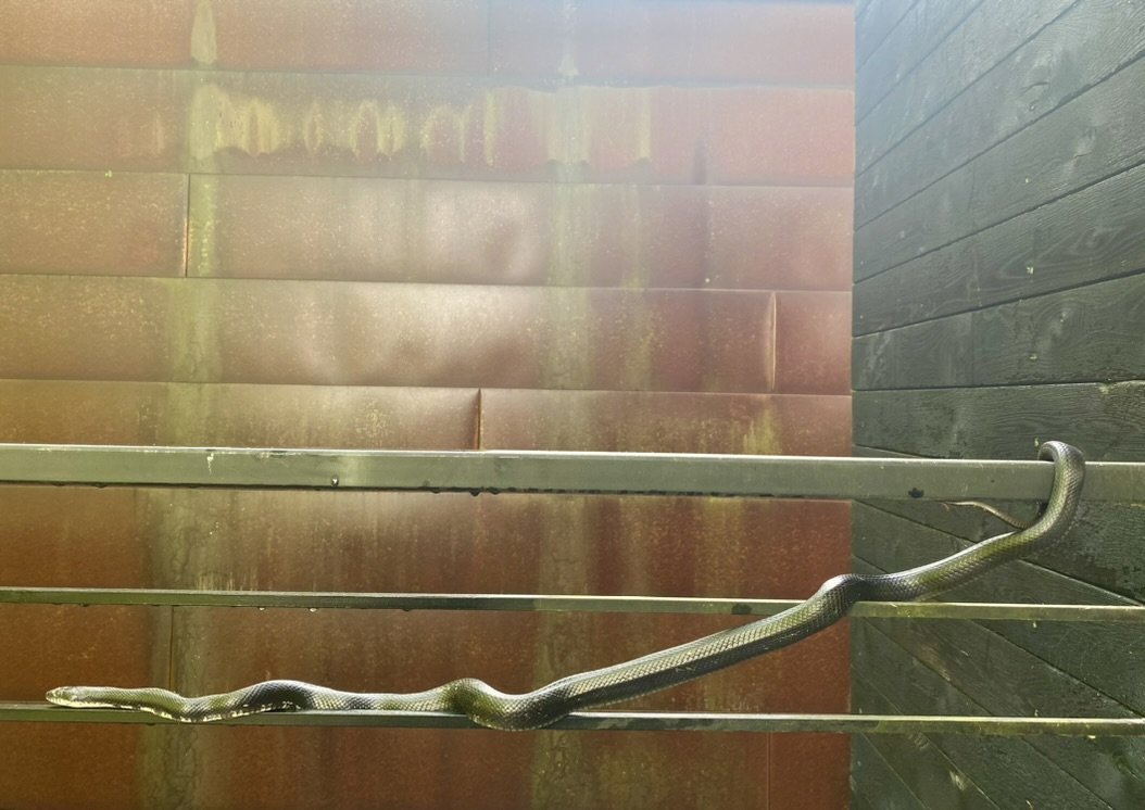 Black Snake Encounter, North Carolina, 2025