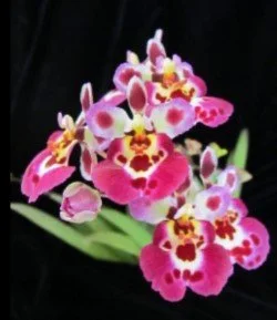 Michigan Orchid Society 67th Annual Orchid Show &amp; Sale