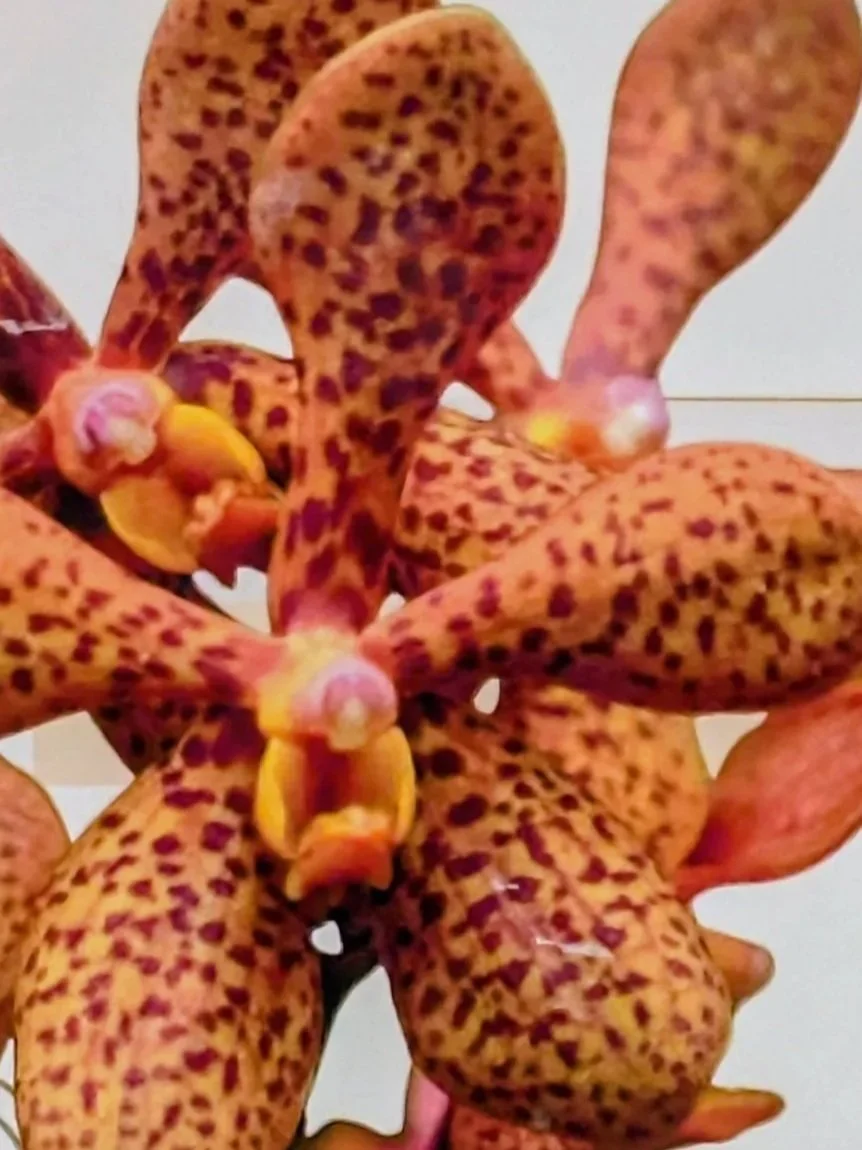 Ann Arbor Orchid Festival 