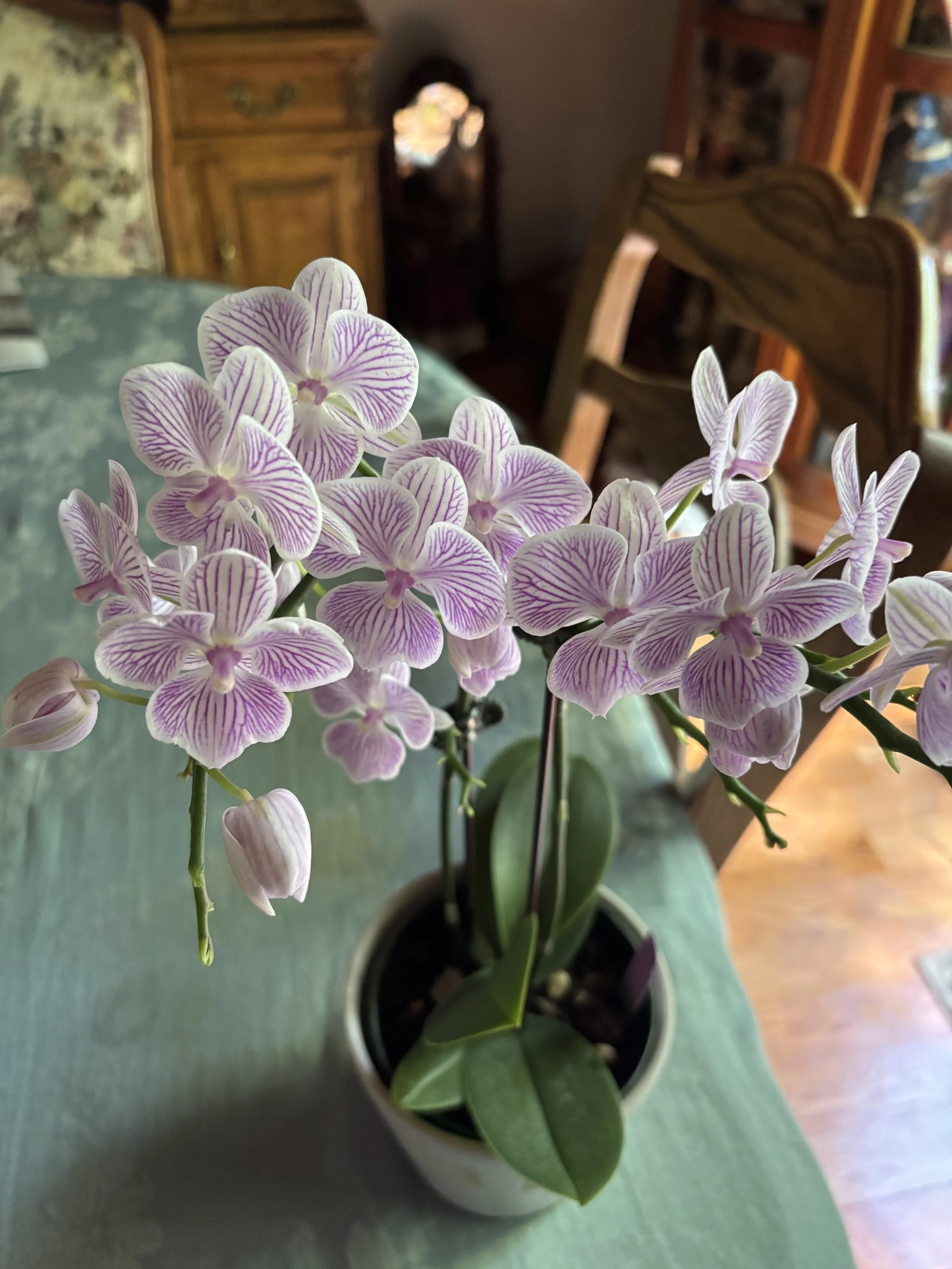 Phal. Striped Powder by DDudas