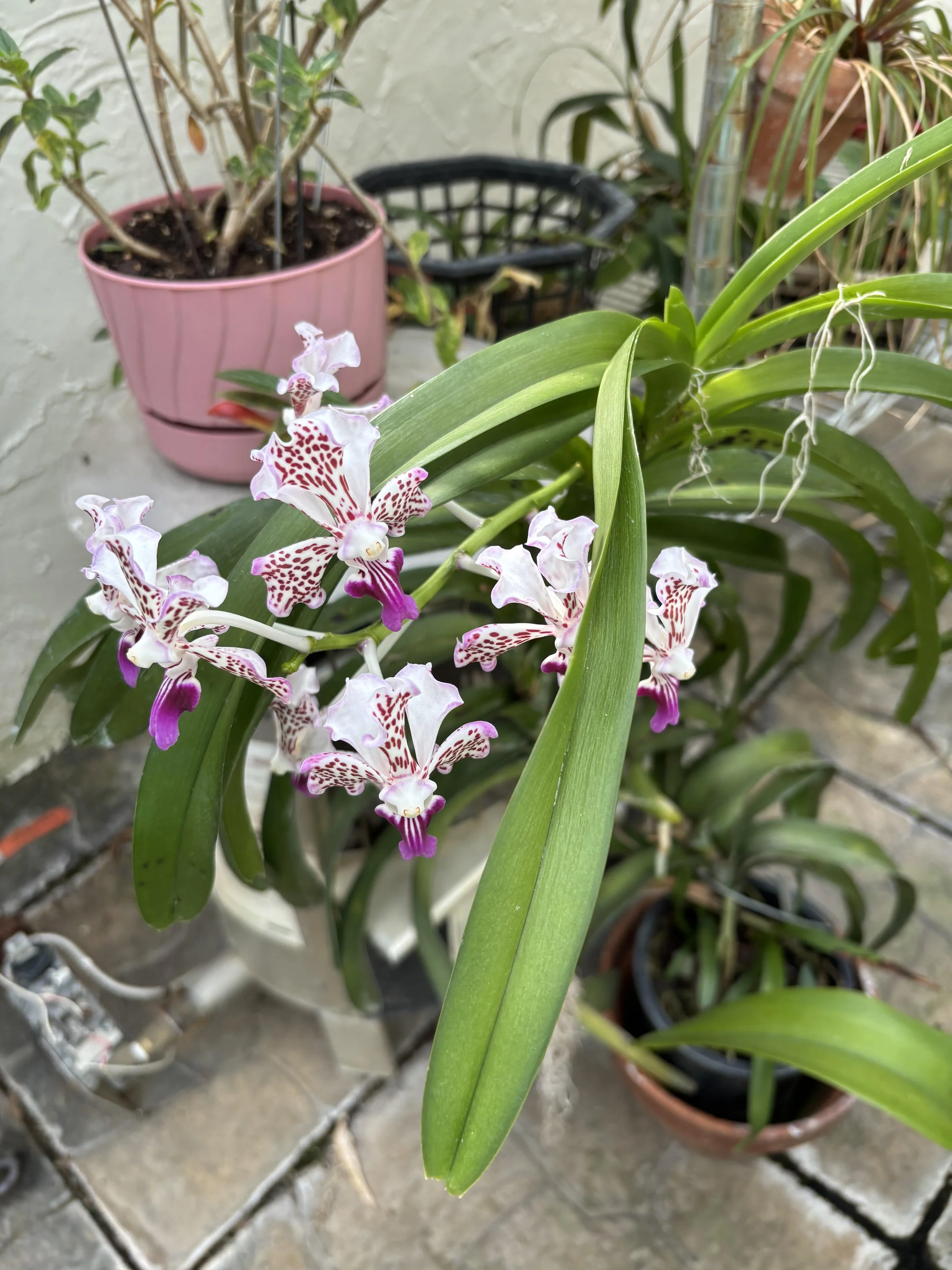 V. tricolor by DDudas