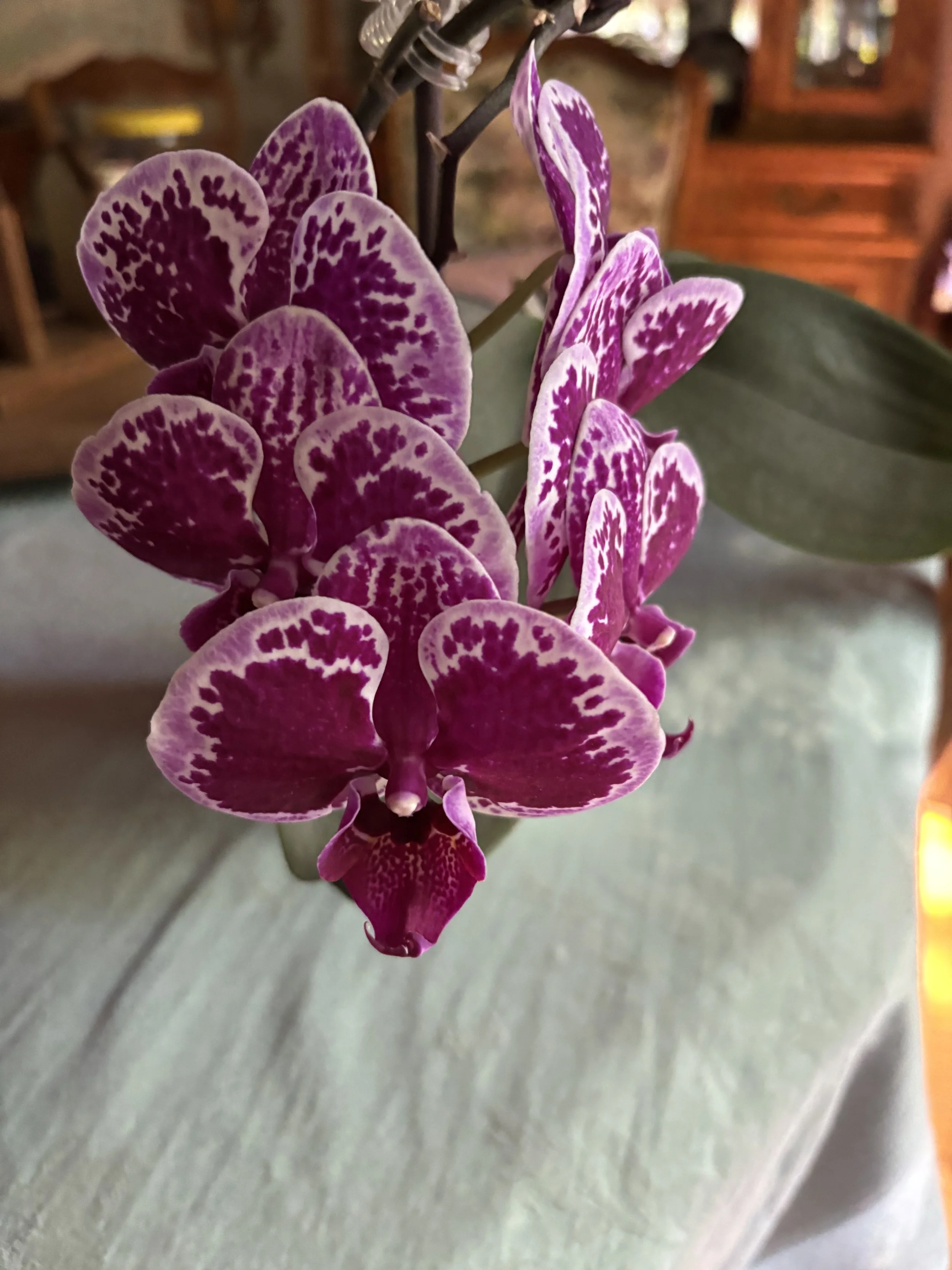 Phal. Ox Happy Girl by DDudas