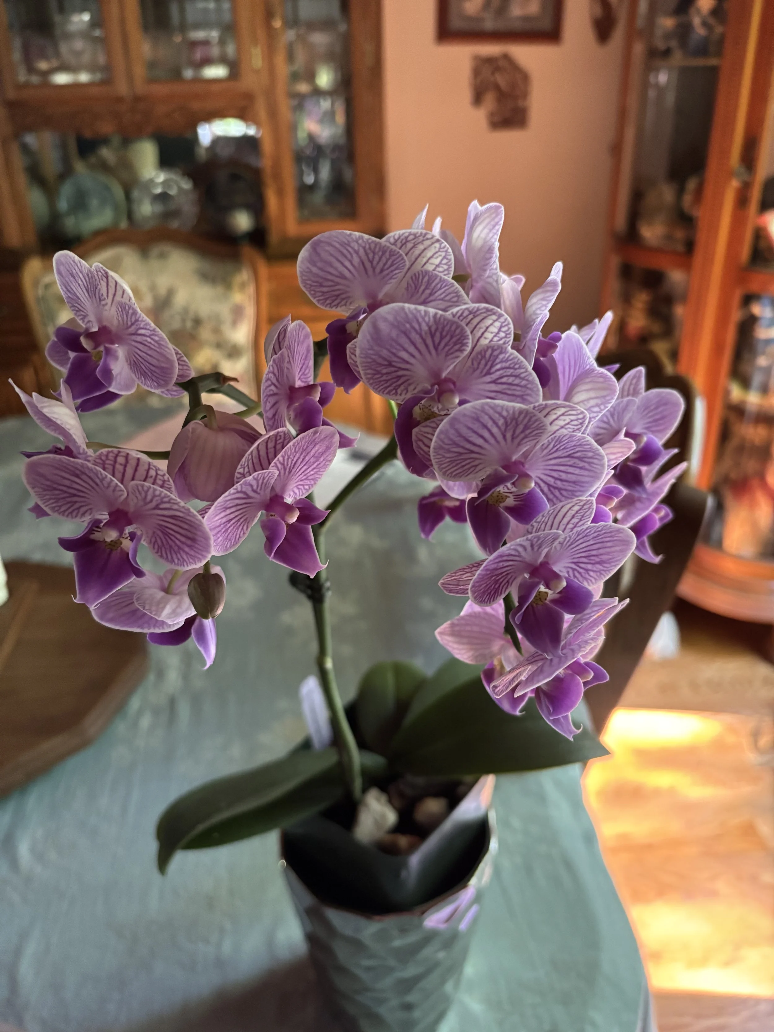 Phal Star by DDudas