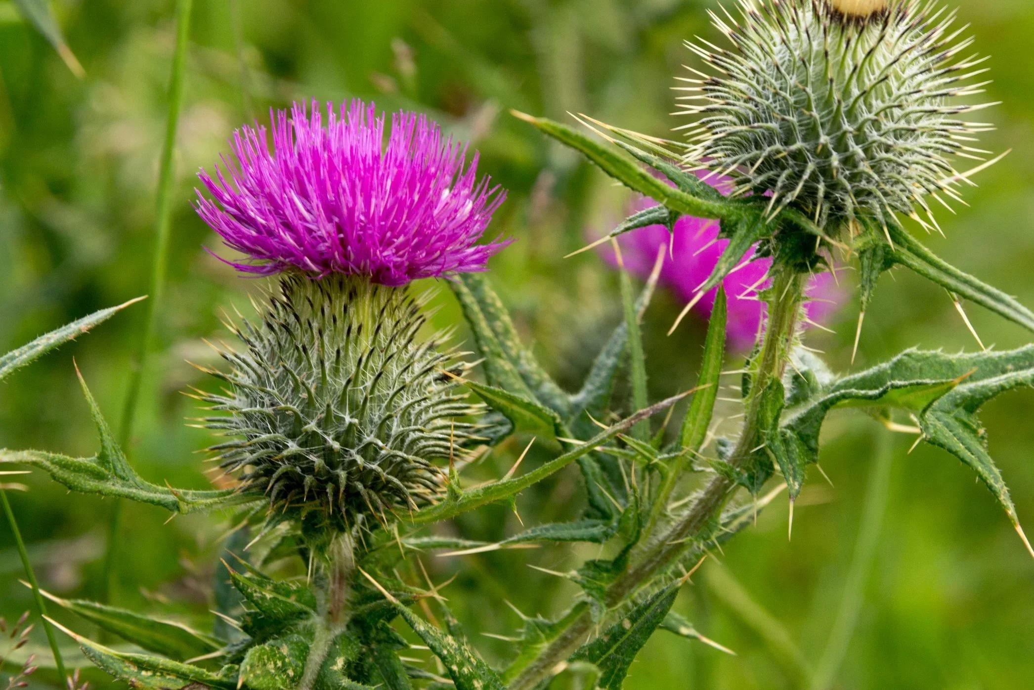 Thistle.webp