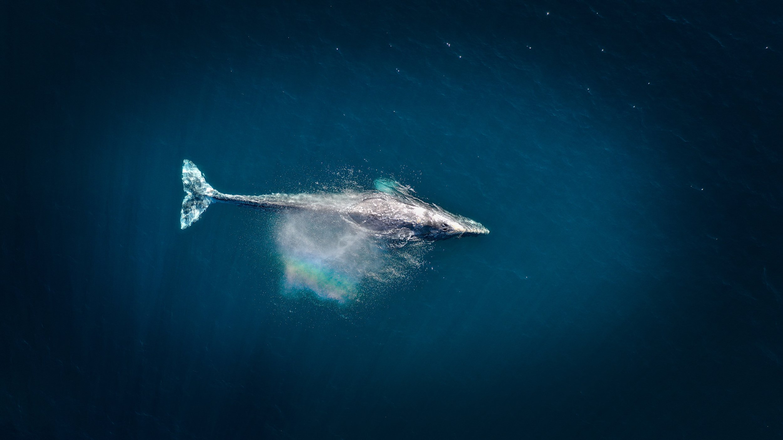 Gray whales can migrate from Alaska to Mexico.(Photo via Upsplash)