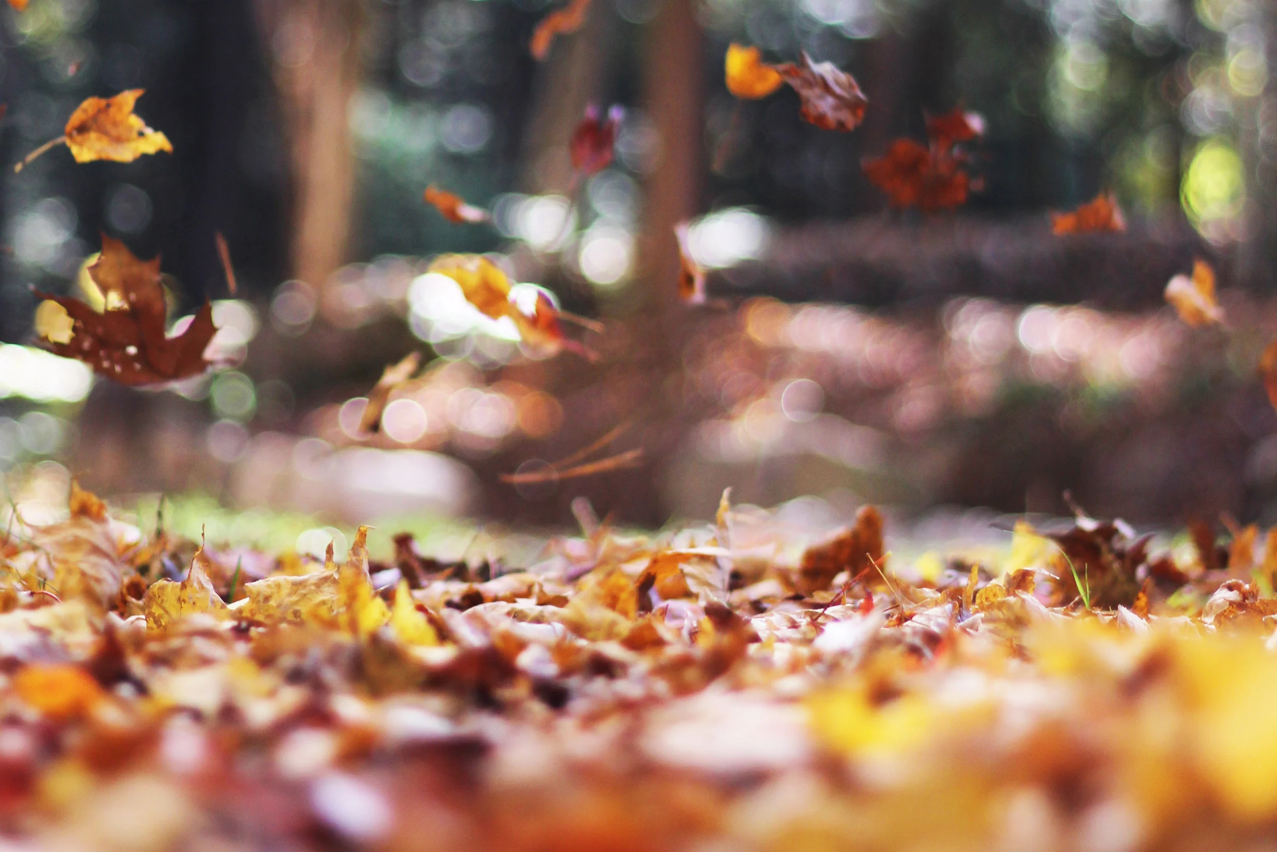 The Ultimate NYC Fall To-Do List.