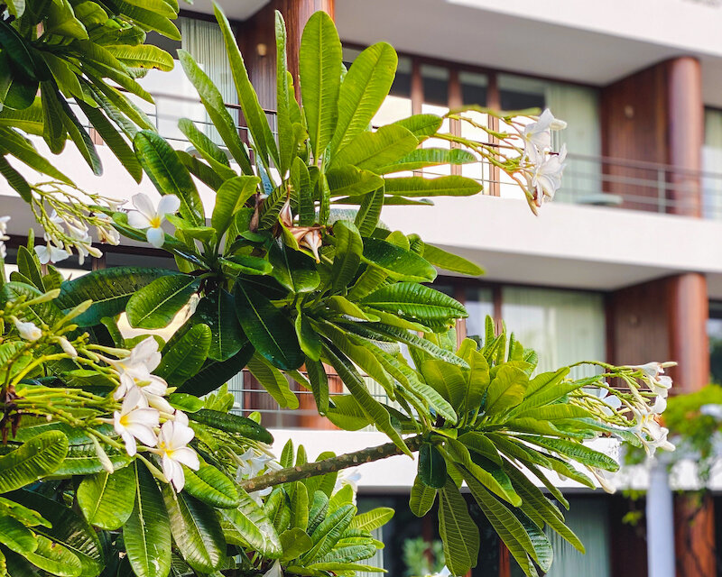 Flowers in La Paz.jpg