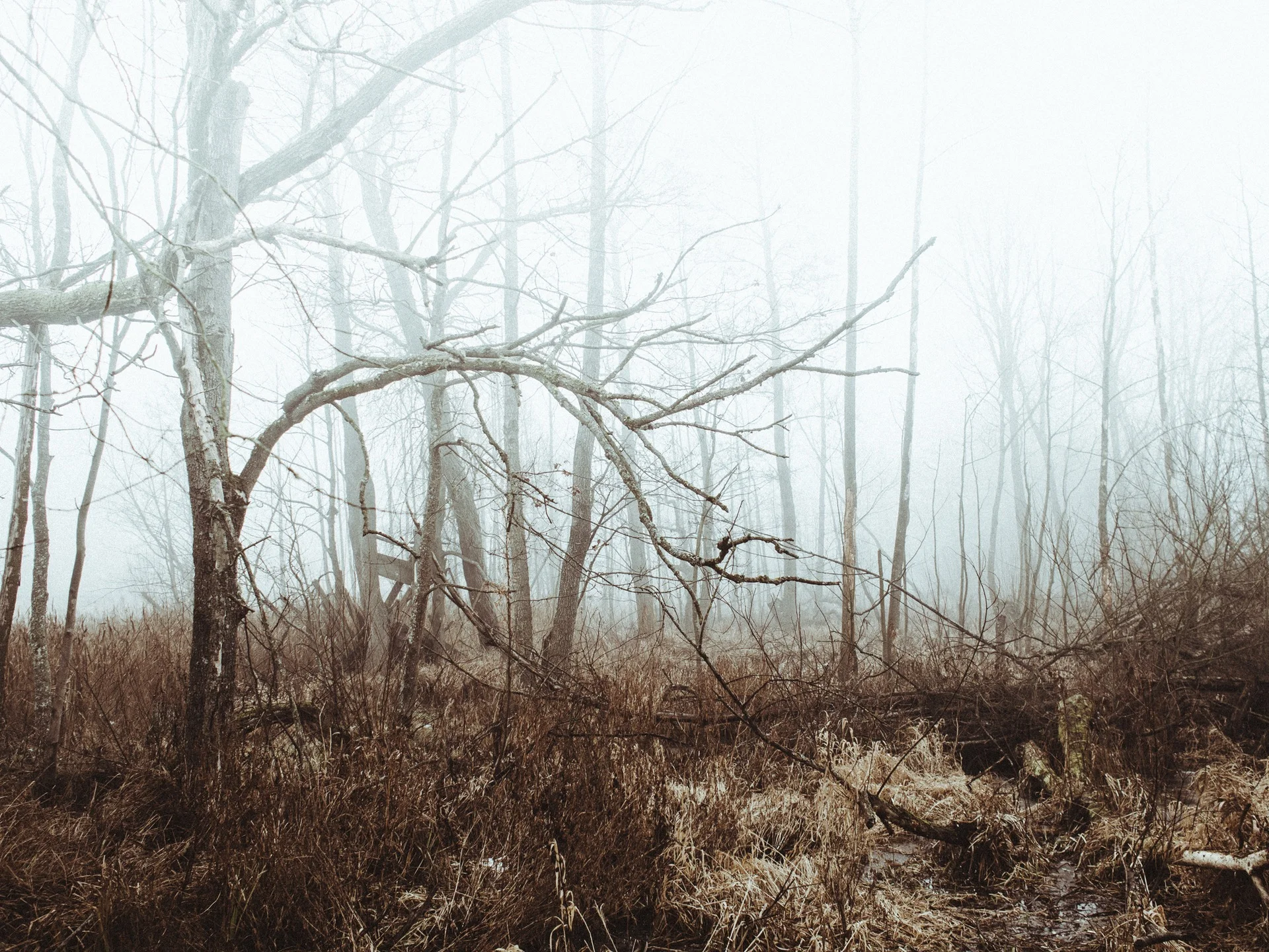 nature-trees-fog-grass.jpg