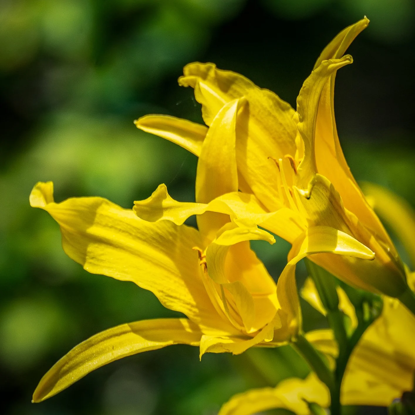 lilies.JPG