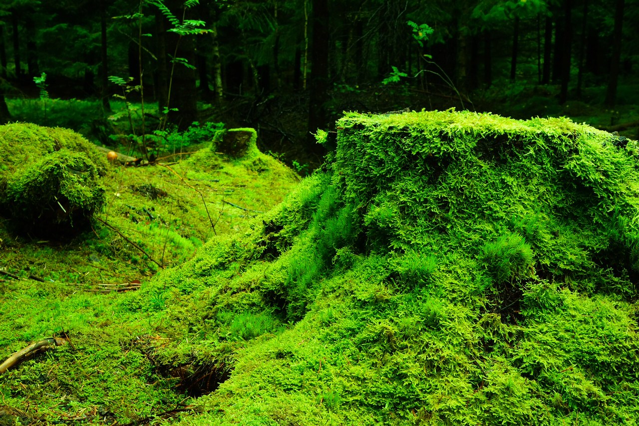 This is what the forests look like in Norway. My Gran called them the "fairytale forest" and we'd walk around for hours imagining the fairytales that occurred in them. 