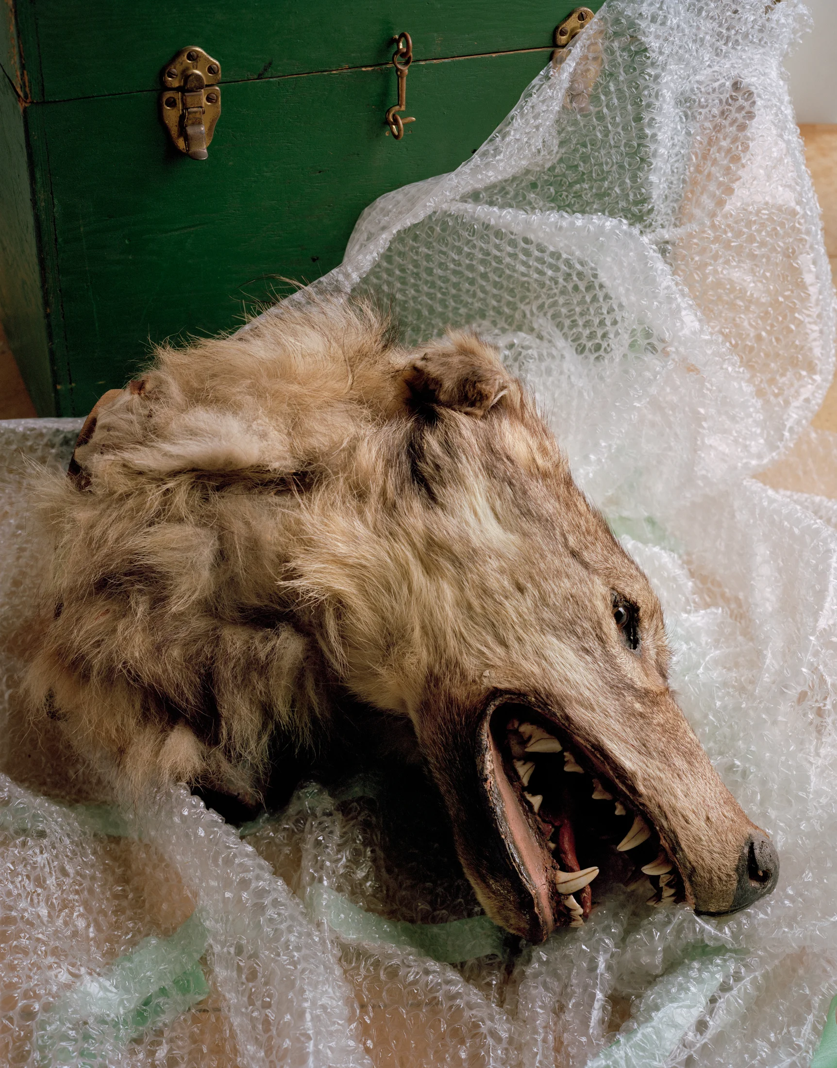 Cry Wolf , 2016 / Archival pigment print / 60 x 48 inches / 152.4 x 121.9 cm / Ed. 3 + 1 AP
