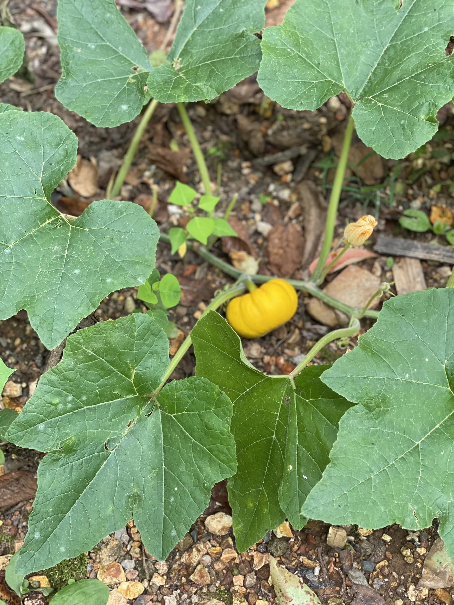 AWC Annual Conference: Press Release