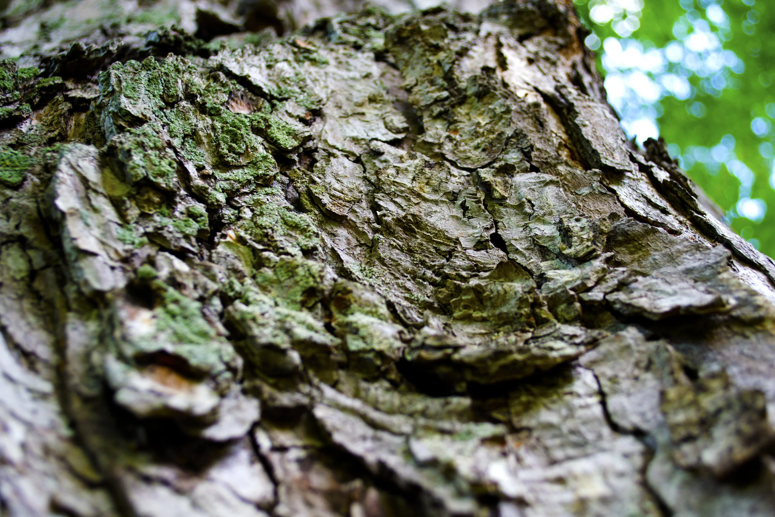 Bark, 2016, Photography