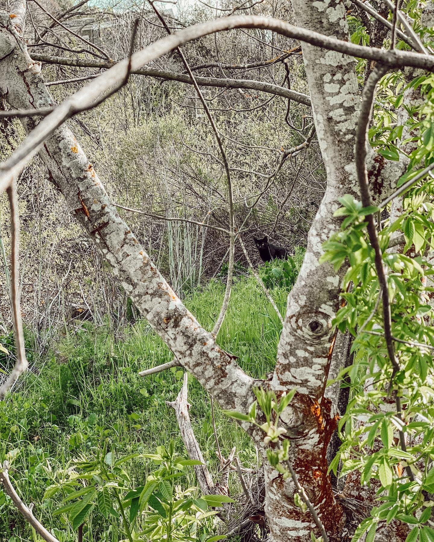 Can you spot the kitty in this photo?😻

Spring is becoming my favorite season more and more. I love how it finally gets warmer, watching all the green return, seeing the flowers bloom, and animals and birds come back to play. It&rsquo;s such a hopef