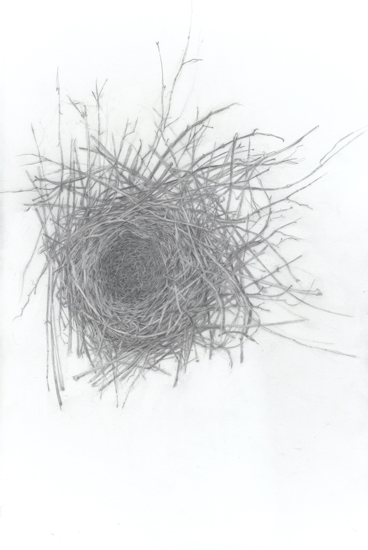 Karin's Nest (bluejay)