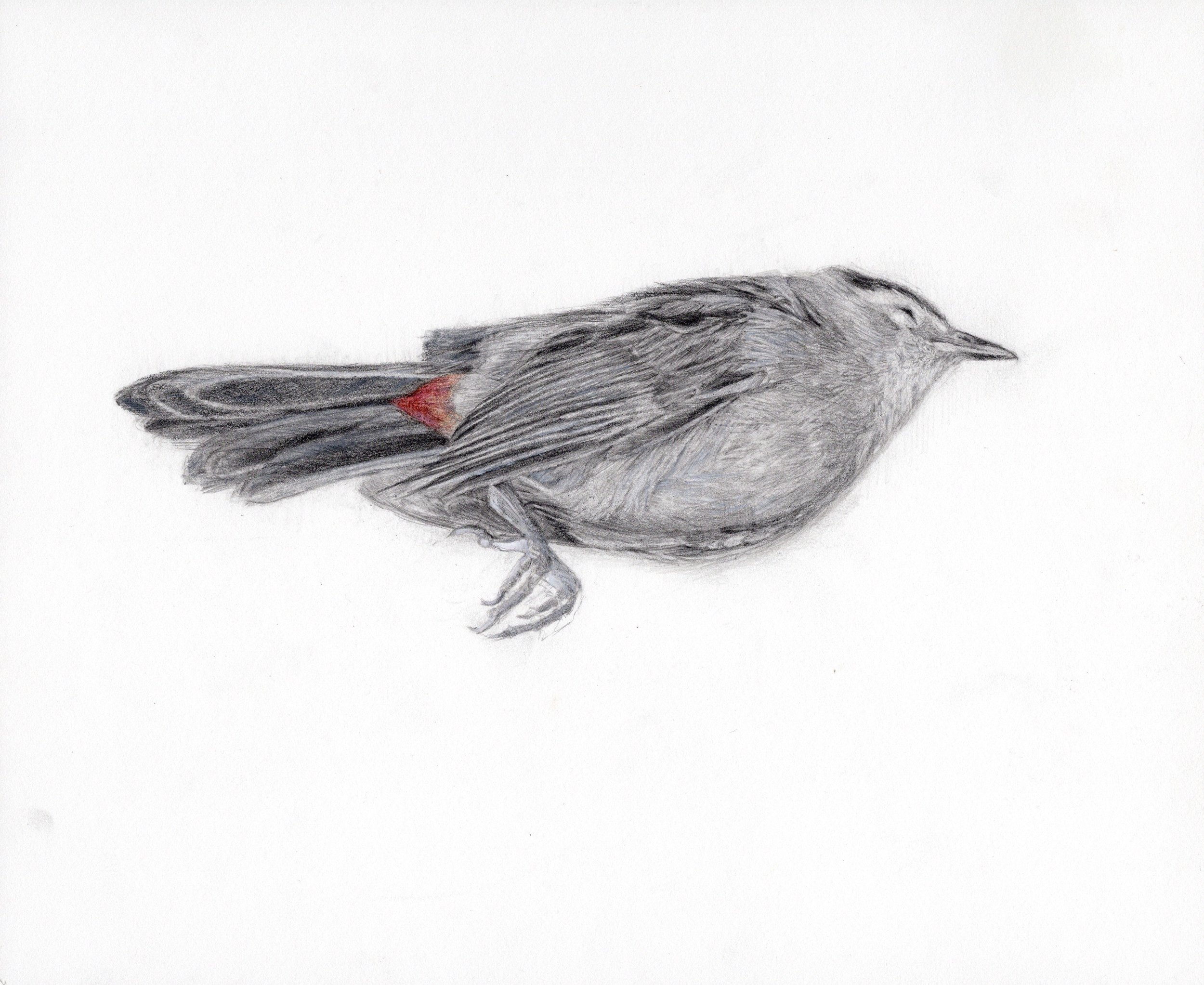 Catbird