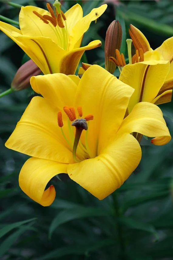 NEW! 'Yellow Planet'