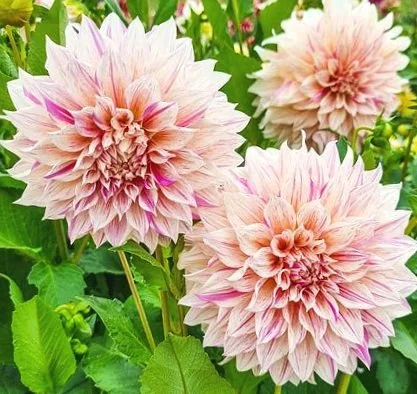Dahlia 'Café au Lait Twist'