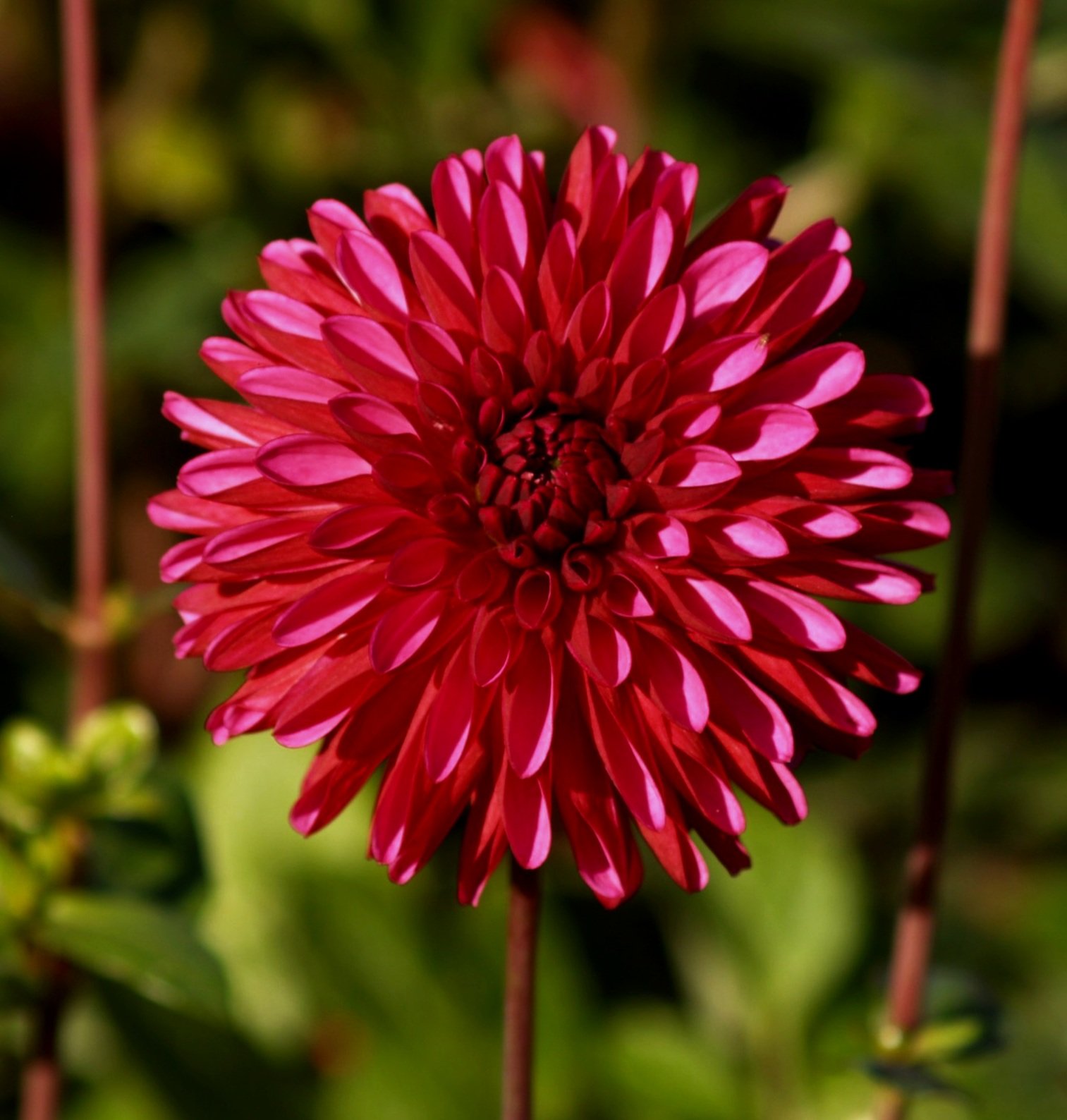 Dahlia 'Lilac Bull'