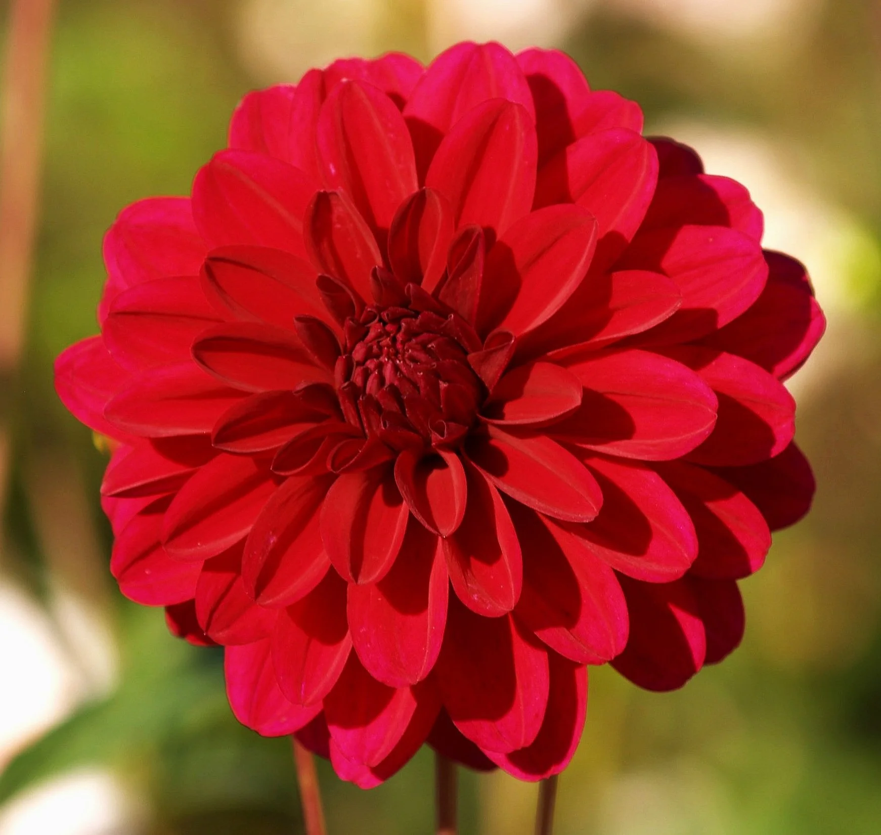 Dahlia 'Karma Naomi'