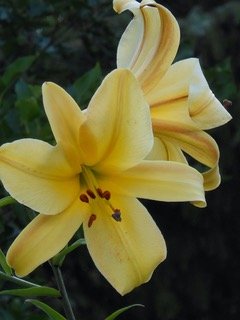 New! 'Bondi' (Sherwin)