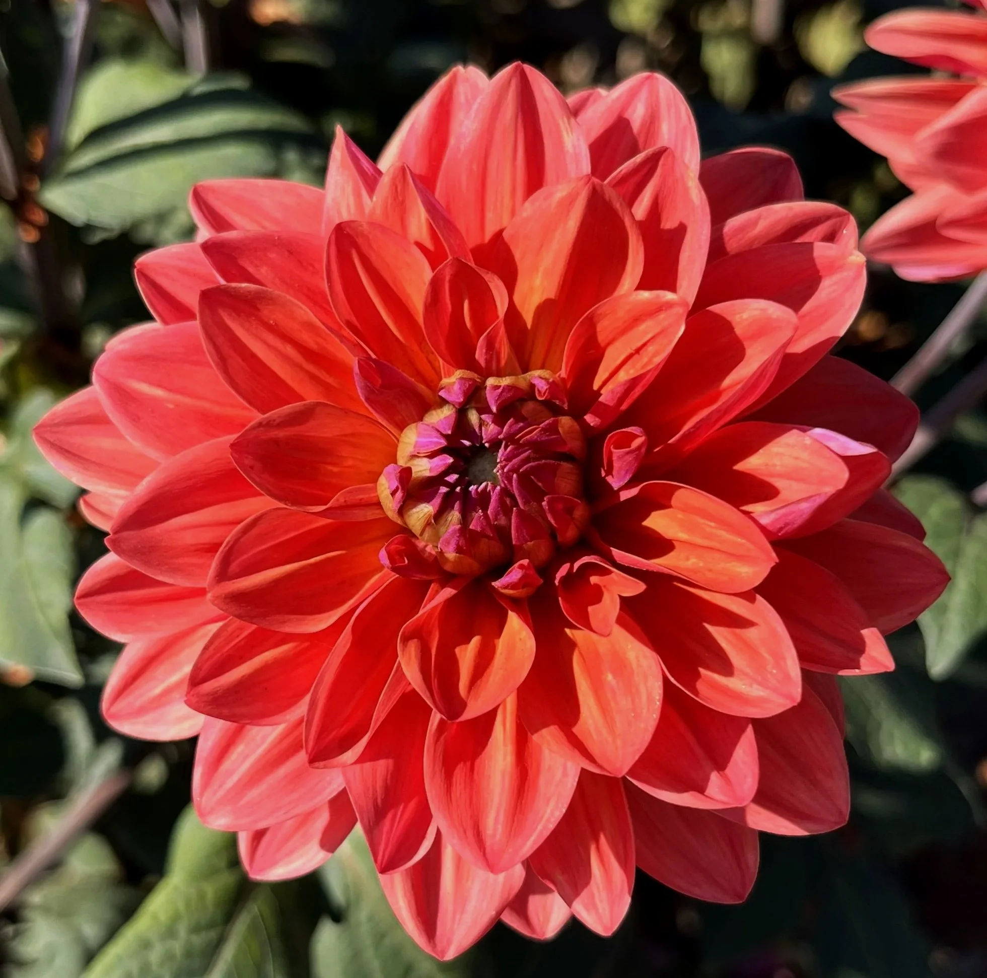 Dahlia 'American Dawn'