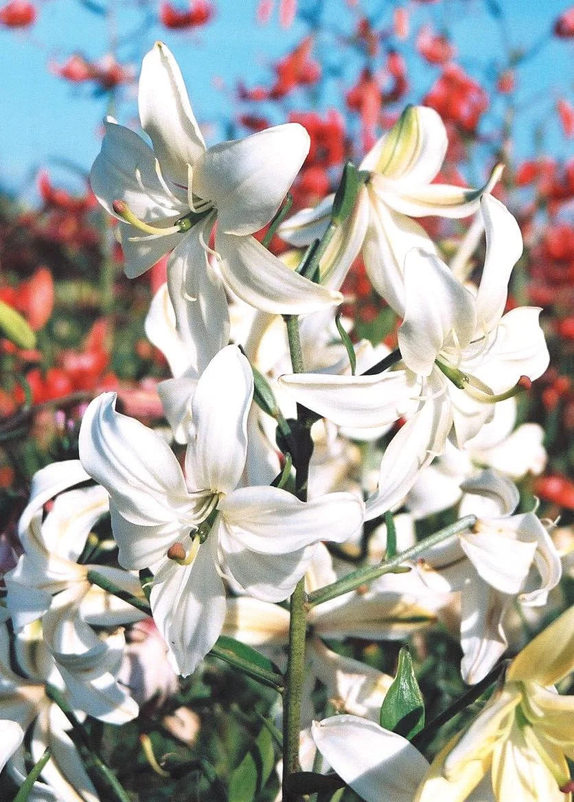 Tibetan Snow' — The Lily Garden