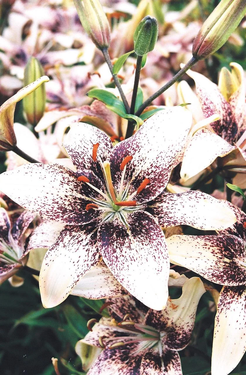 Asiatic lilies - The Lily Garden  The Lily Garden