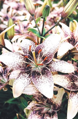 20Pcs Gloriosa Flamme Lily Seed Balkon Bonsai Hausgarten Blumen N2H8 Lilien F0X1