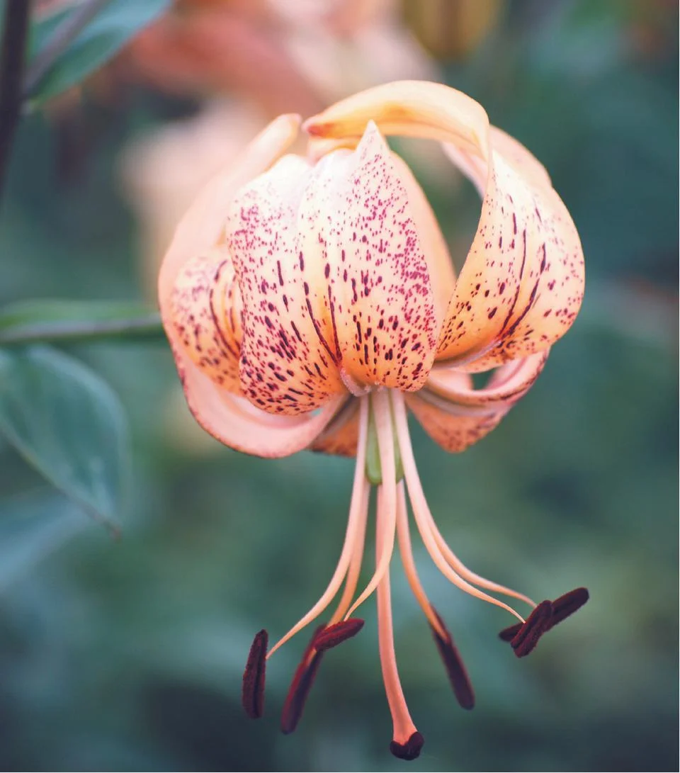 asiatic-peach-iona.jpg