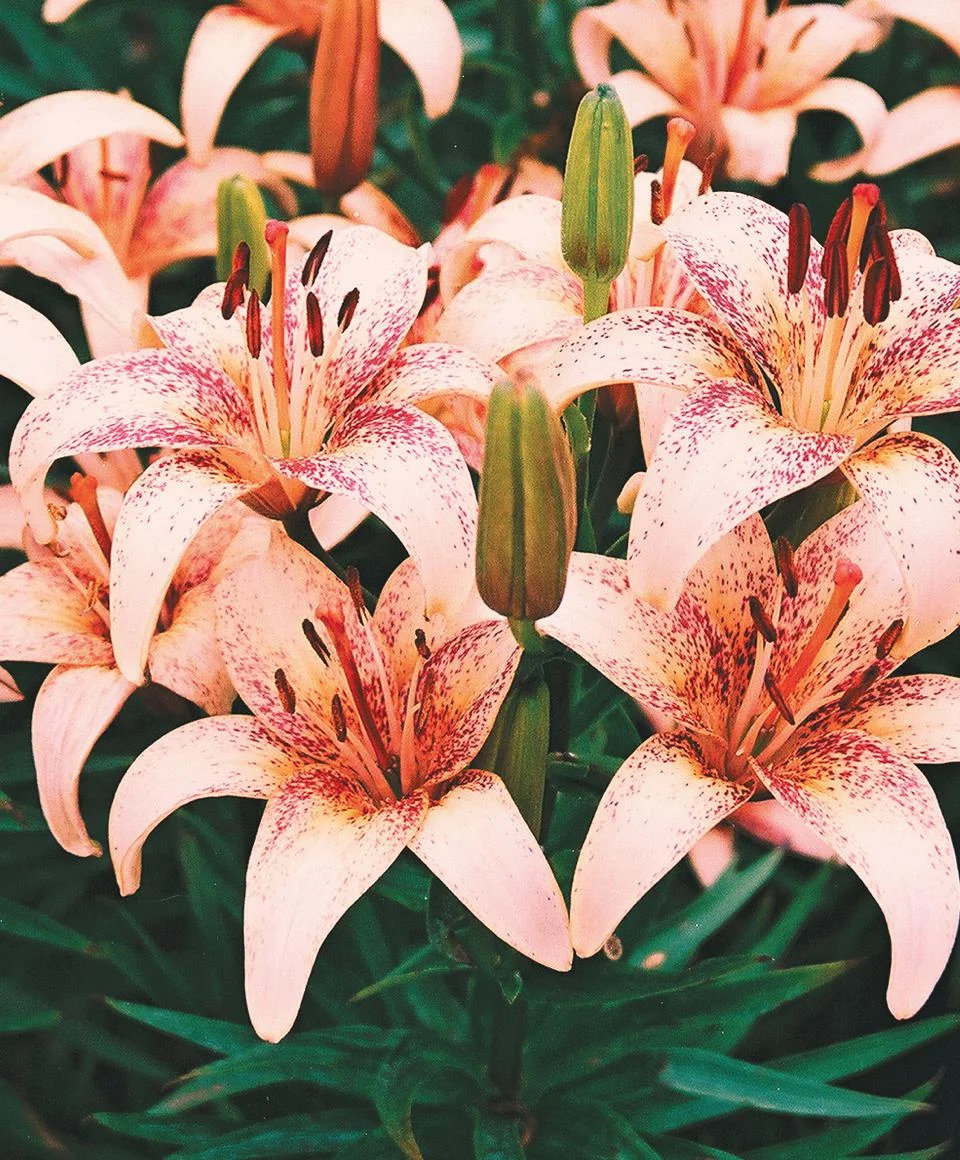 asiatic-peach-spiceislands.jpg