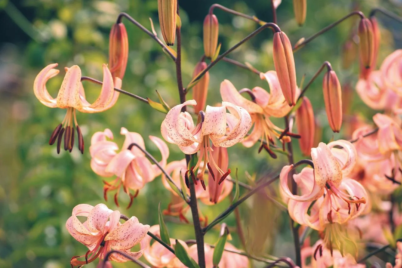 asiatic-peach-peachlace.jpg