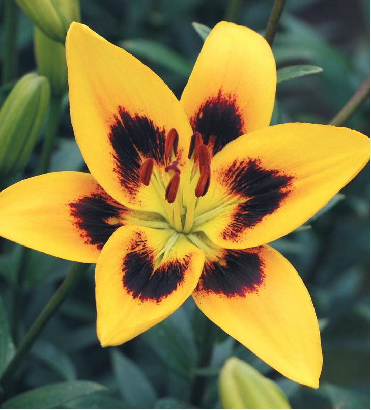 asiatic-yellow-johnhancock.jpg