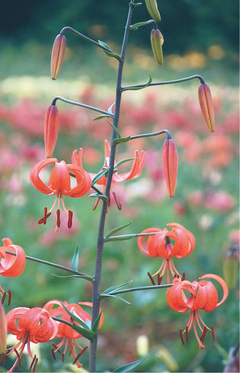 asiatic-orangered-karennorth.jpg