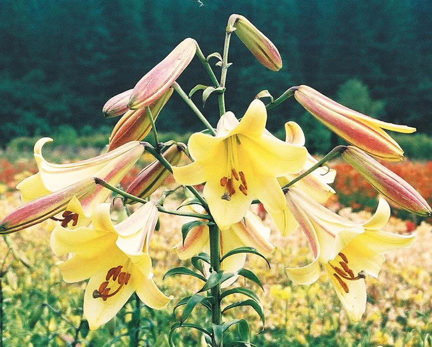 Golden Sceptre  The Lily Garden