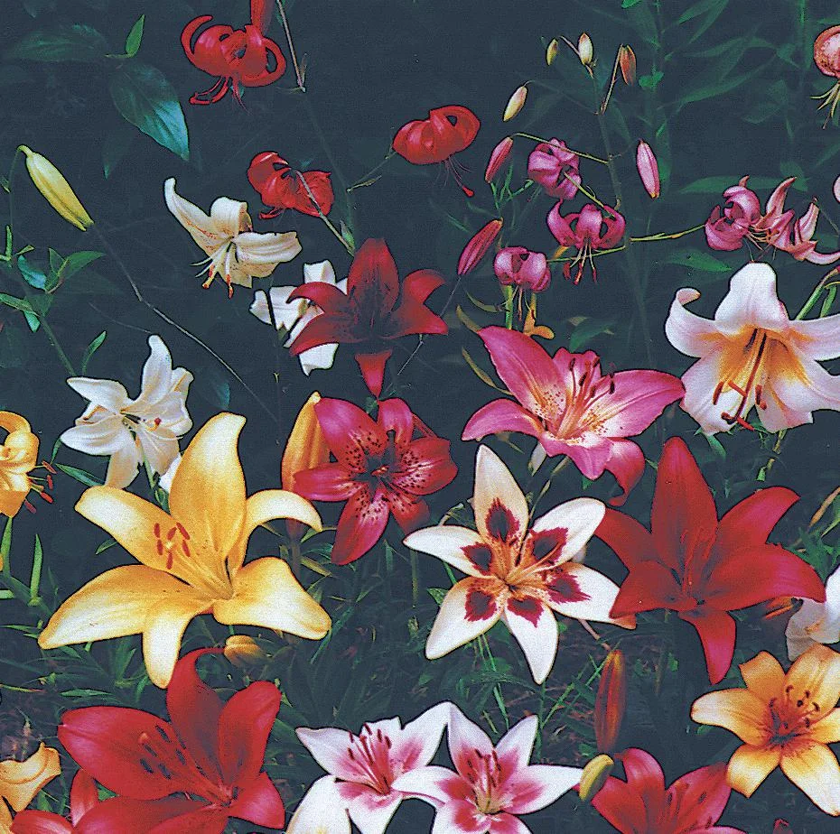specialcollections-aseasonofbloom.jpg