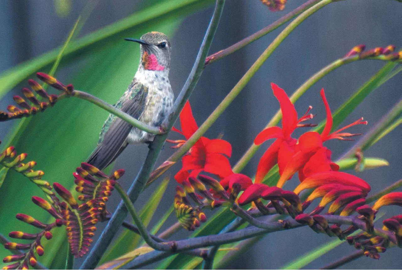 crocosmia-lucifer-hummingbird.jpg