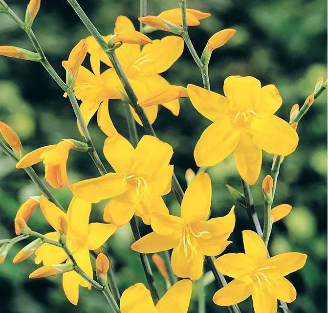 crocosmia-georgedavison.jpg